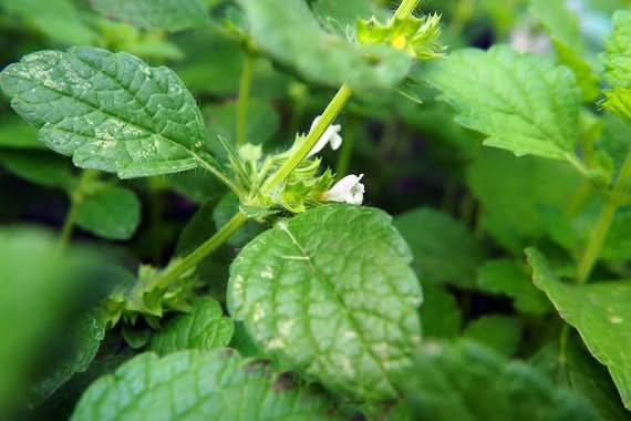 Green Mentha herb seeds
