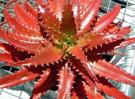 Aloe Cameronii Plant Seeds–Heirloom, Non-GMO, High Germination Organic Garden Seeds Seeds for Planting Hardy Aloe