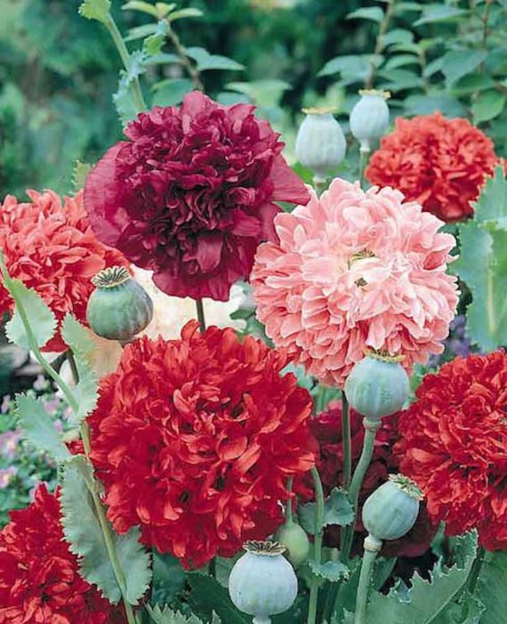 double peony flower seeds