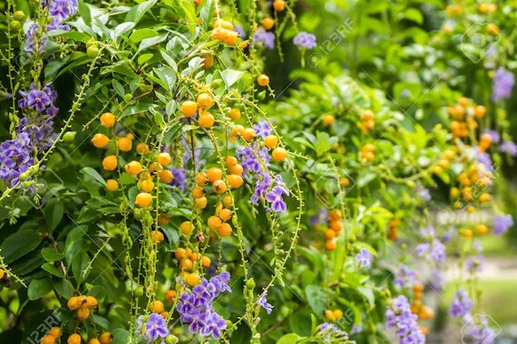 Duranta Flower Seeds – Heirloom, Non-GMO, High Germination Organic Garden Seeds