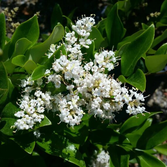 Ligustrum Flower Seeds – Heirloom, Non-GMO, High Germination Seeds for Planting
