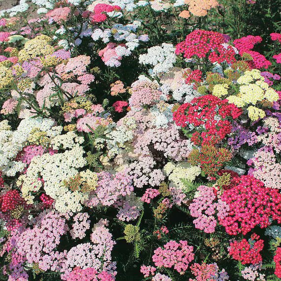 Mixed Yarrow Flower Seeds – Heirloom, Non-GMO, High Germination Seeds