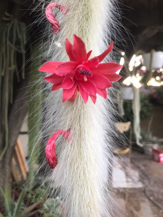 Red Hildewintera Flower Seeds – Heirloom Non-GMO High Germination Organic Garden Seeds for Planting
