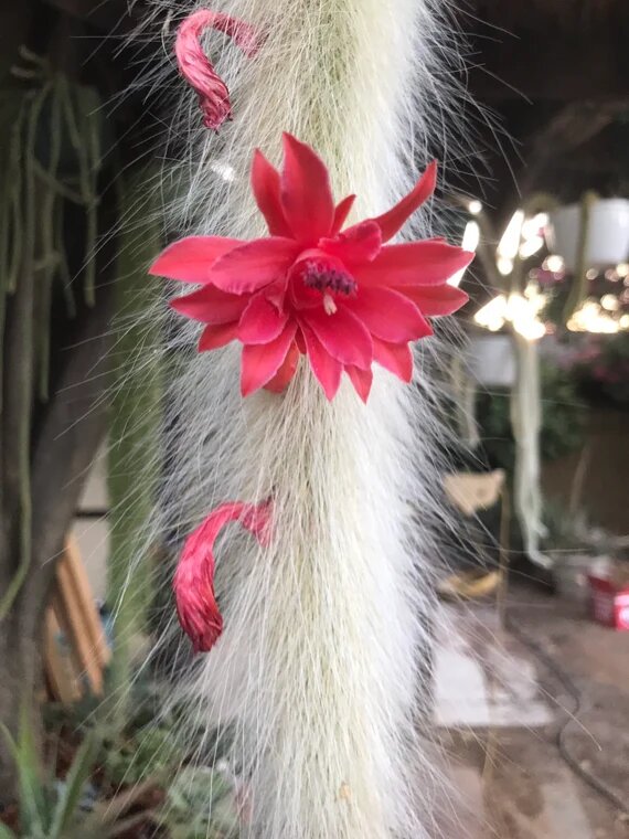 Monkey Tail Cactus Red Flower Seeds – Heirloom, Non-GMO, High Germination Seeds