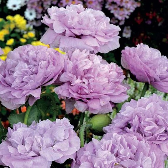 Purple Peony Flower Seeds – Heirloom, Non-GMO, High Germination Seeds
