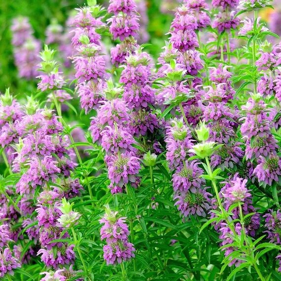 Lemon Bergamot Herb Seeds for Planting – Heirloom, Non-GMO, High Germination Organic Garden Seeds for Perennial Gardens
