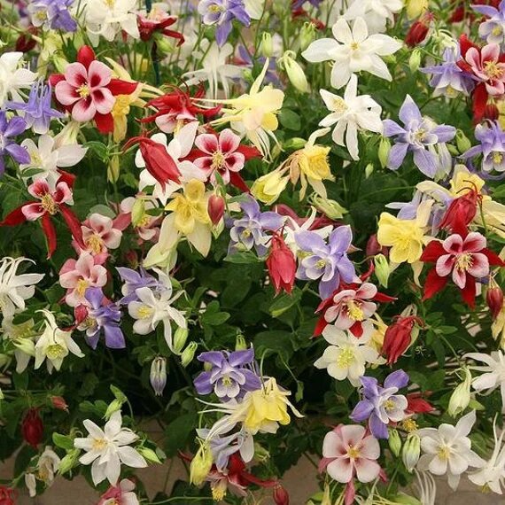 Columbine Makhana Flower Seeds Mixed for Planting – Heirloom Non-GMO Organic Seeds