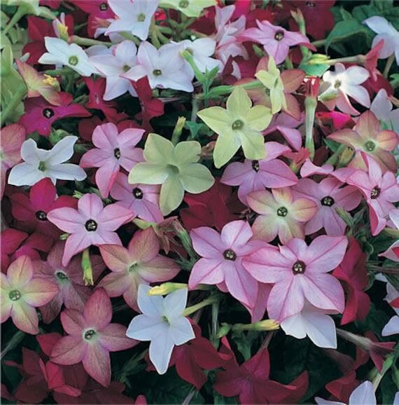 Jasmine Flower Seeds Mixed – Heirloom, Non-GMO, High Germination Seeds