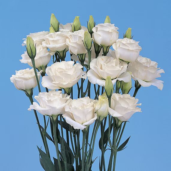 White Eustoma Flower Seeds – Heirloom, Non-GMO, High Germination Seeds