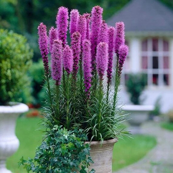Pink Liatris Spicata Flower Seeds for Planting – Heirloom Non-GMO High Germination Organic Garden Seeds
