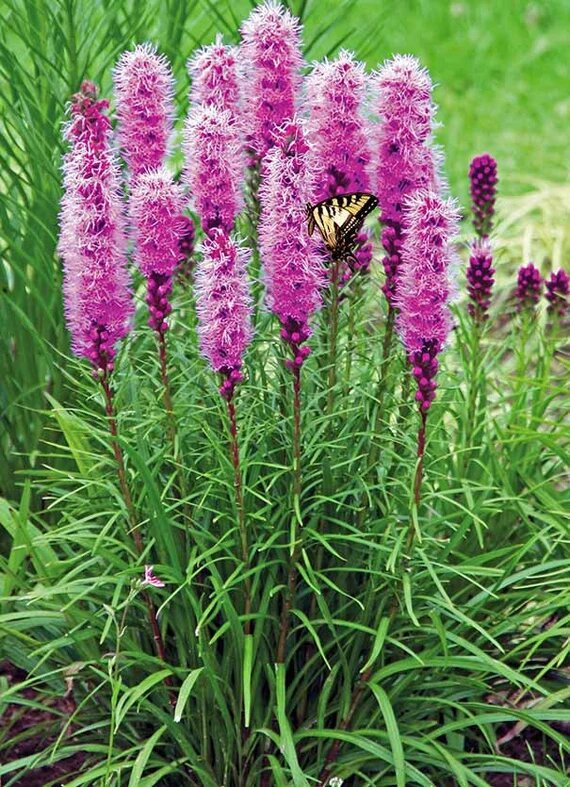 Pink Liatris Spicata Flower Seeds for Planting – Heirloom Non-GMO High Germination Organic Garden Seeds
