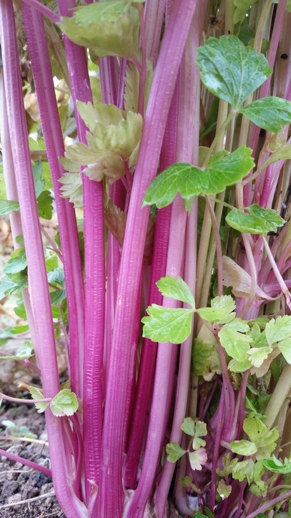 Pink Peppermint herb seeds