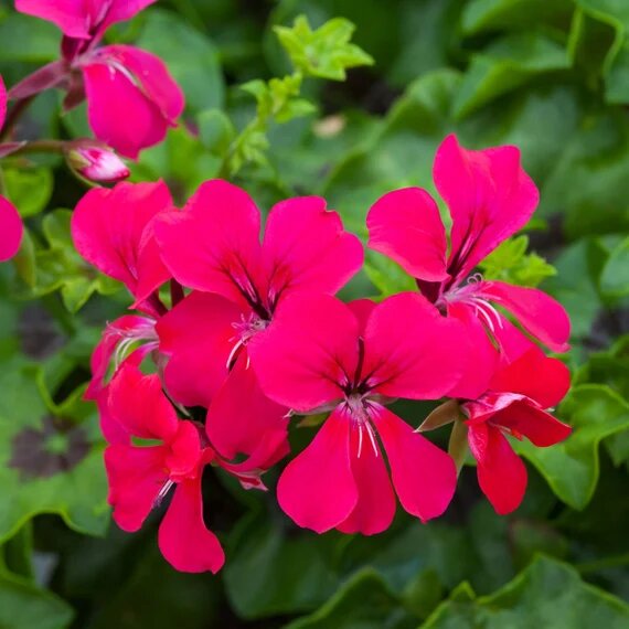 Dark Pink Geranium Flower Seeds – Heirloom Non-GMO High Germination Seeds
