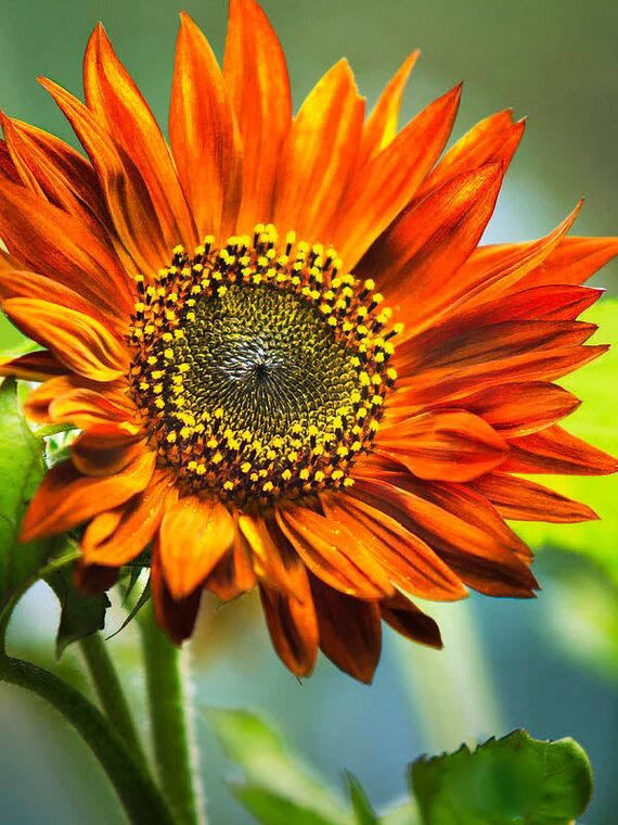 Semillas de Girasol Naranja – Variedad Tradicional, No Transgénicas, Semillas Orgánicas de Jardín de Alta Germinación para Sembrar