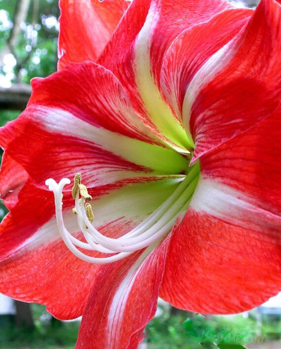 Amaryllis Flower Seeds Red White – Heirloom Non-GMO High Germination Seeds