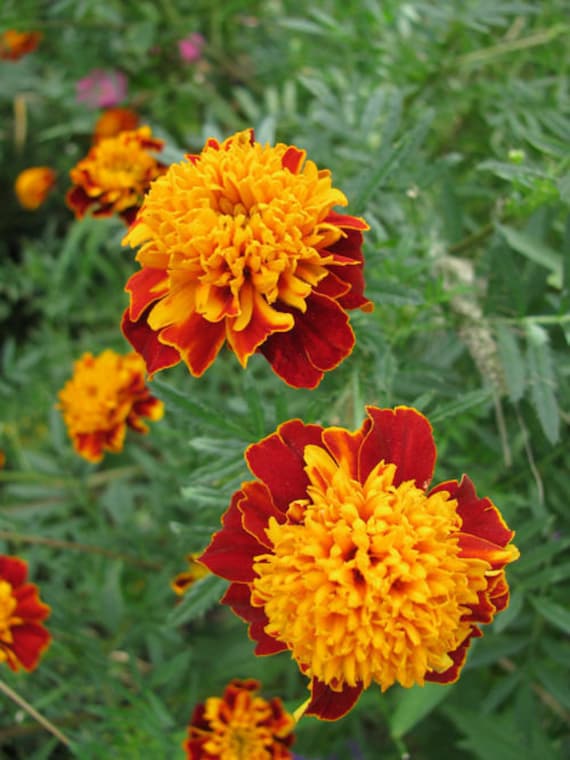 Brown Yellow Marigold Flower Seeds – Heirloom, Non-GMO, High Germination Seeds
