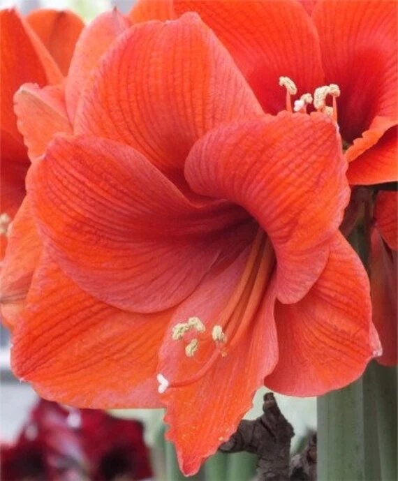 Giant Amaryllis Flower Seeds Orange – Heirloom, Non-GMO, High Germination Seeds
