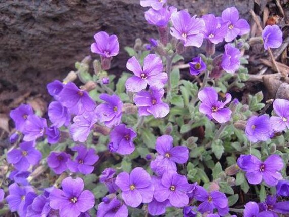 Aubrieta Flower Seeds Purple for Planting – Heirloom Non-GMO High Germination Organic Seeds