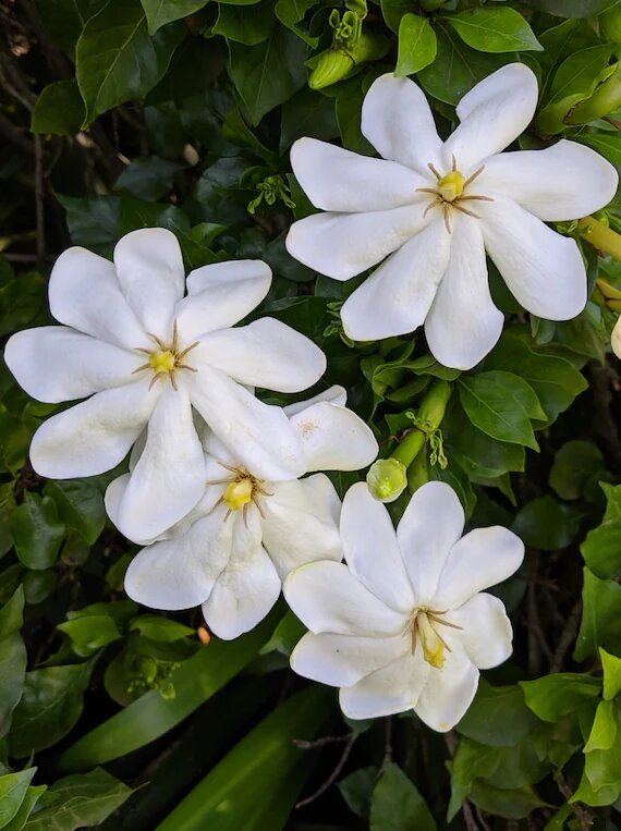 Gardenia Thunbergia Flower Seeds White – Heirloom, Non-GMO, Organic Seeds