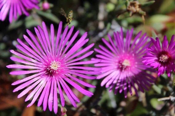 Semillas de Delosperma Rosa – Semillas Herencia No Modificadas Genéticamente de Alta Germinación