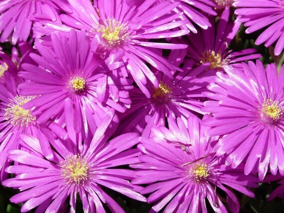 Delosperma Flower Seeds Pink – Heirloom Non-GMO High Germination Seeds