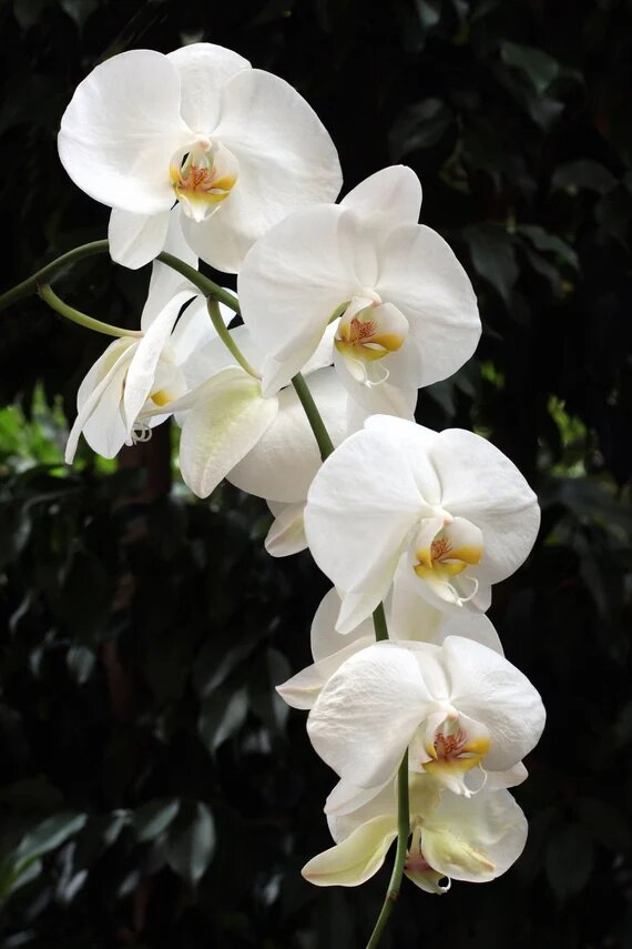 Fresh Orchid Flower Seeds – Heirloom Non-GMO High Germination Organic Garden Seeds