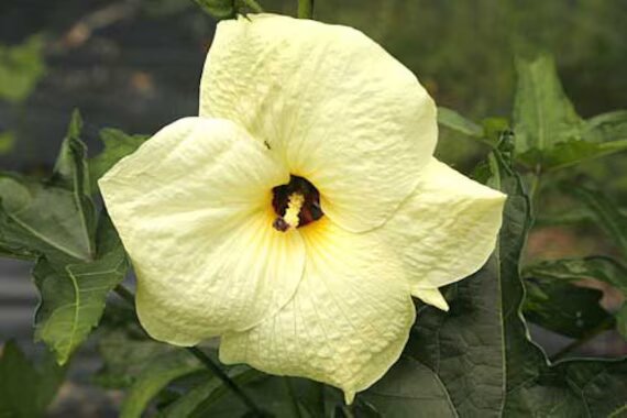 Giant Hibiscus Flower Seeds – Heirloom, Non-GMO, High Germination Organic Garden Seeds for Planting