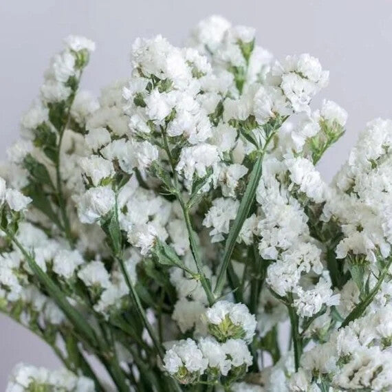 White Statice Flower Seeds Heirloom Non-GMO High Germination Organic Garden Seeds for Planting