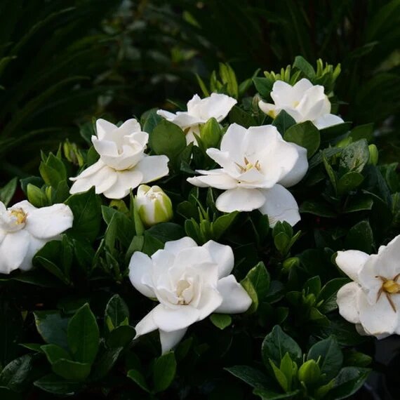 Semillas de flores de jazminoides – Herencia, no transgénicas, alta germinación
