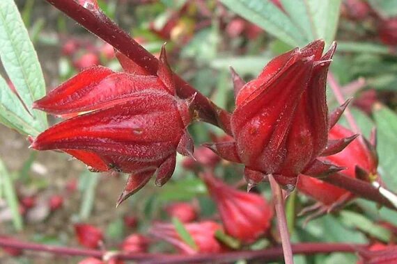 Dunkelrote Rosella Blumensamen zum Pflanzen – Alte Sorte gentechnikfrei Samen mit hoher Keimfähigkeit
