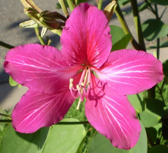 Bauhinia Flower Seeds Pink for Planting – Heirloom Non-GMO High Germination Organic Garden Seeds