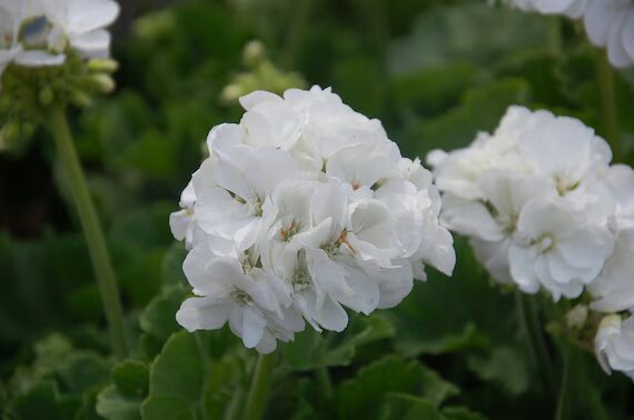 White Geranium Flower Seeds Heirloom Non-GMO High Germination Seeds