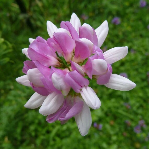 Coronilla Flower Seeds for Planting – Heirloom Non-GMO High Germination Seeds