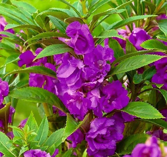 Balsam Flower Seeds Purple for Planting – Heirloom Non-GMO High Germination Organic Seeds