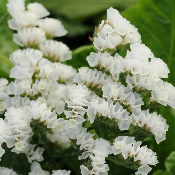 White Limonium Sinuatum Flower Seeds – Heirloom, Non-GMO, High Germination Seeds