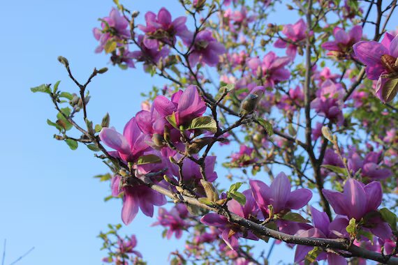 Purple Magnolia Flower Seeds – Heirloom, Non-GMO, High Germination Organic Garden Seeds for Planting Seeds for Planting