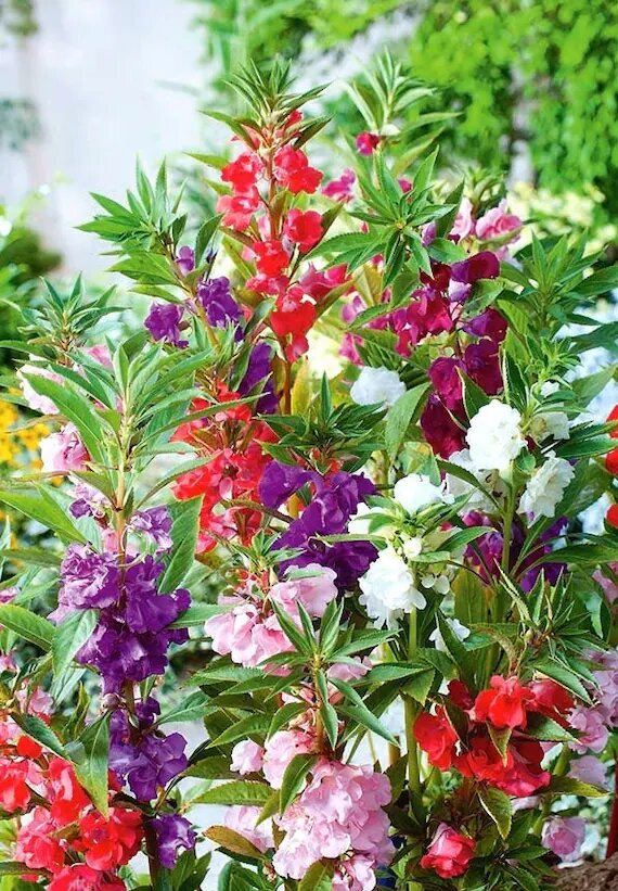 Mixed Dipladenia Flower Seeds – Heirloom, Non-GMO, High Germination Seeds