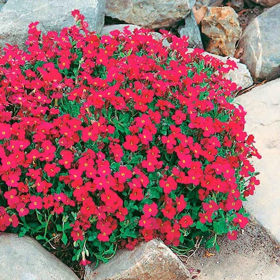 Aubrieta Flower Red Seeds for Planting Heirloom Non-GMO High Germination Organic Garden Seeds