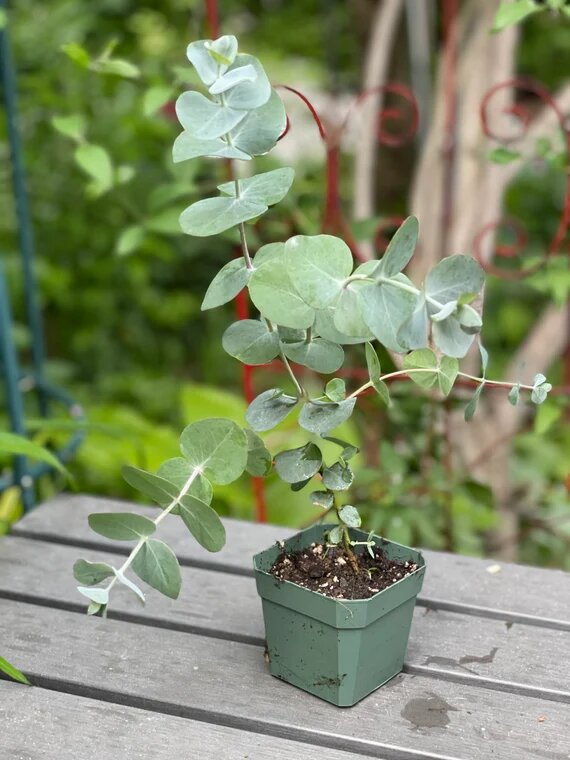 Eucalyptus Plant Seeds for Planting – Heirloom Non-GMO High Germination Organic Garden Seeds