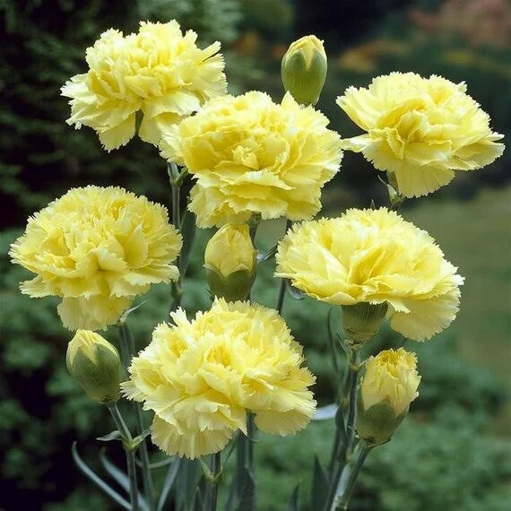 Giant Carnation Flower Seeds Yellow – Heirloom, Non-GMO, High Germination Seeds