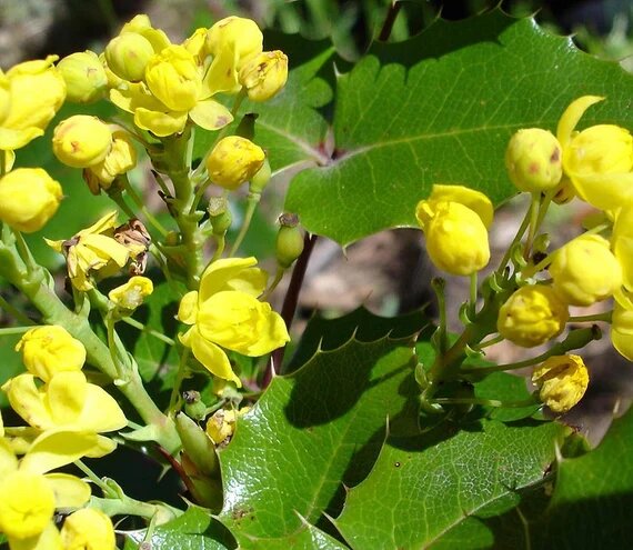 Mahonia Flower Seeds – Heirloom, Non-GMO, High Germination Seeds for Planting