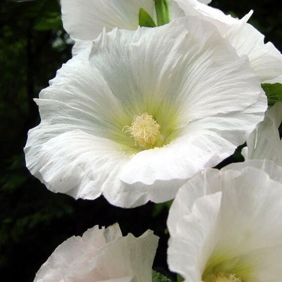 Hollyhock Flower Seeds White Perennial – Heirloom, Non-GMO, High Germination Seeds