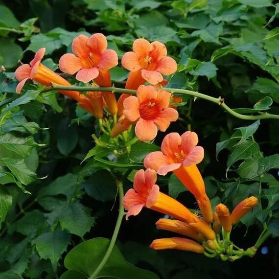 Orange Tecomaria Capensis Flower Seeds – Heirloom, Non-GMO, High Germination Seeds