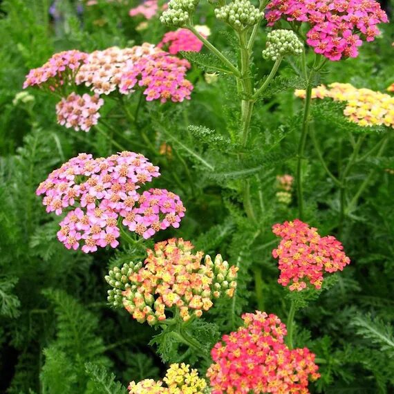 Mix Yarrow Flower Seeds – Heirloom, Non-GMO, High Germination Seeds for Planting