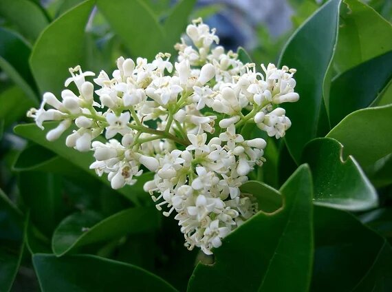 Ligustrum Flower Seeds – Heirloom, Non-GMO, High Germination Seeds for Planting