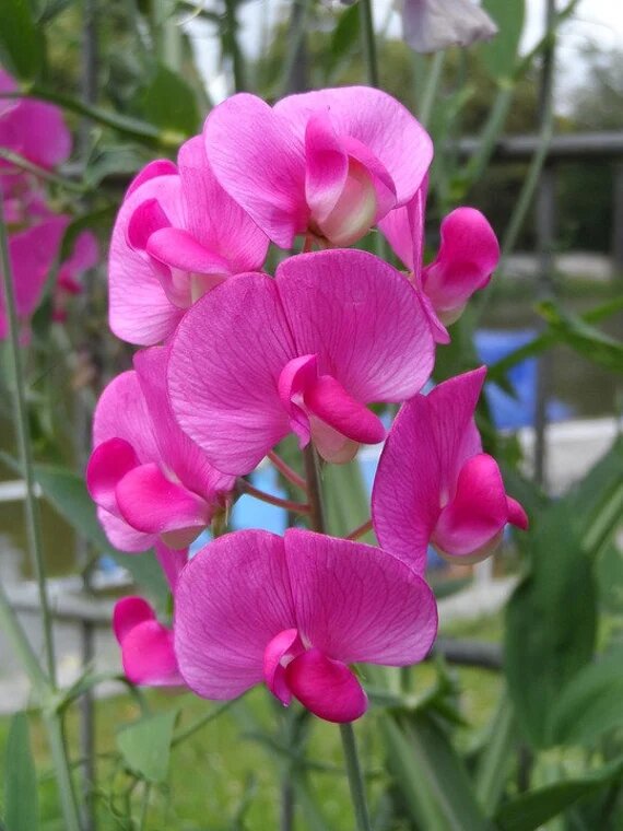 Lathyrus Flower Seeds Pink – Heirloom, Non-GMO, High Germination Seeds