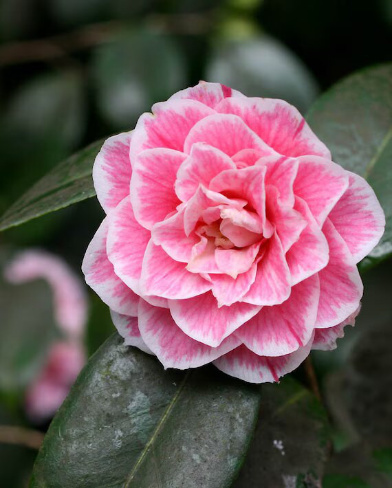 Japonica Flower Seeds – Heirloom, Non-GMO, High Germination Seeds