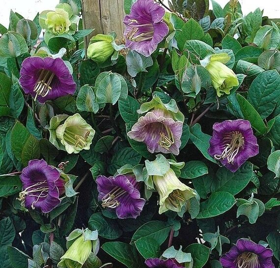 Mixed Climbing Cathedral Bells Flower Seeds – Heirloom, Non-GMO Seeds for Planting