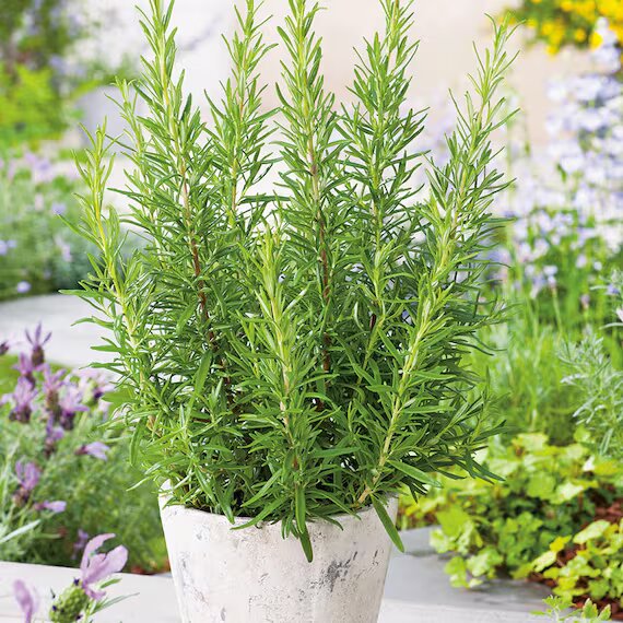 Green Rosemary Plant Seeds for Planting – Heirloom, Non-GMO, High Germination Seeds