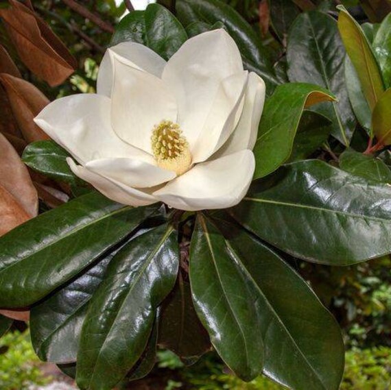 Magnolia Flower Seeds White – Heirloom, Non-GMO, High Germination Seeds